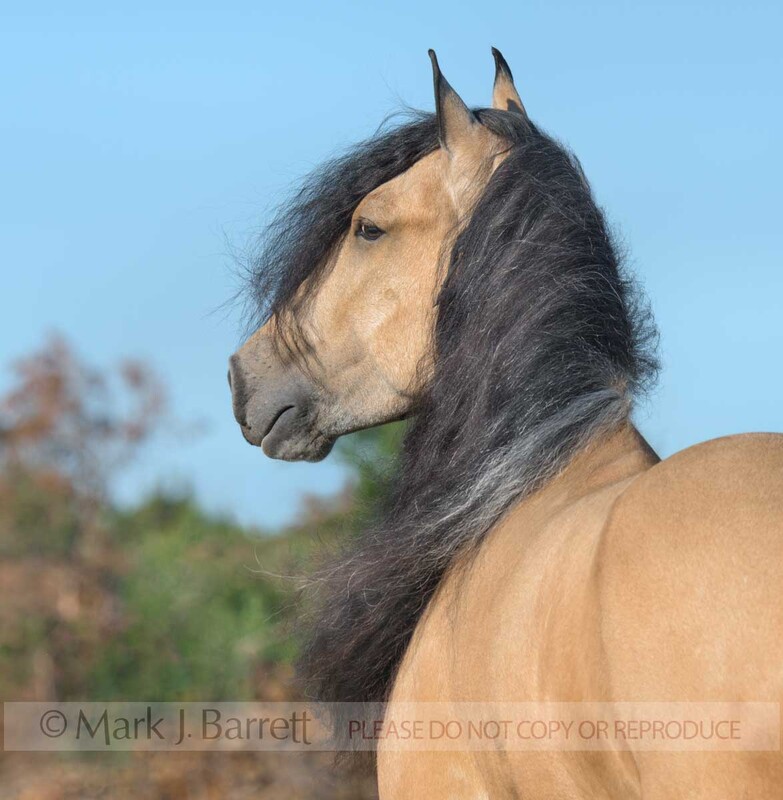8790-35A.jpg :: adult male Gypsy Vanner Horse gelding head portrait in field