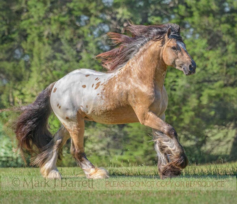 8791-12A(1).jpg :: tri colord appaloosa buckskin Gypsy vanner Horse Stallion runs across grass field