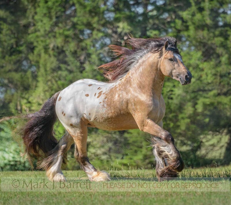 8791-12A.jpg :: Appaloosa colord Gypsy vanner Horse Stallion