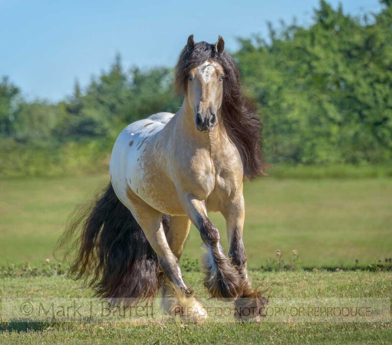 8791-18A.jpg :: Appaloosa colord Gypsy vanner Horse Stallion runs head on in field