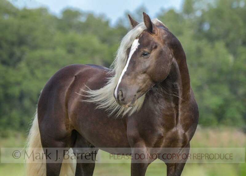 8792-49A.jpg :: young adult male Gypsy Vanner Horse colt portrait