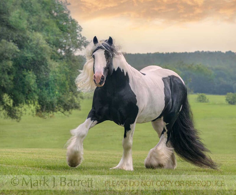 8795-47B(1).jpg :: Gypsy Vanner Horse stallion runs toward us in grass pasture evening clouds in sky