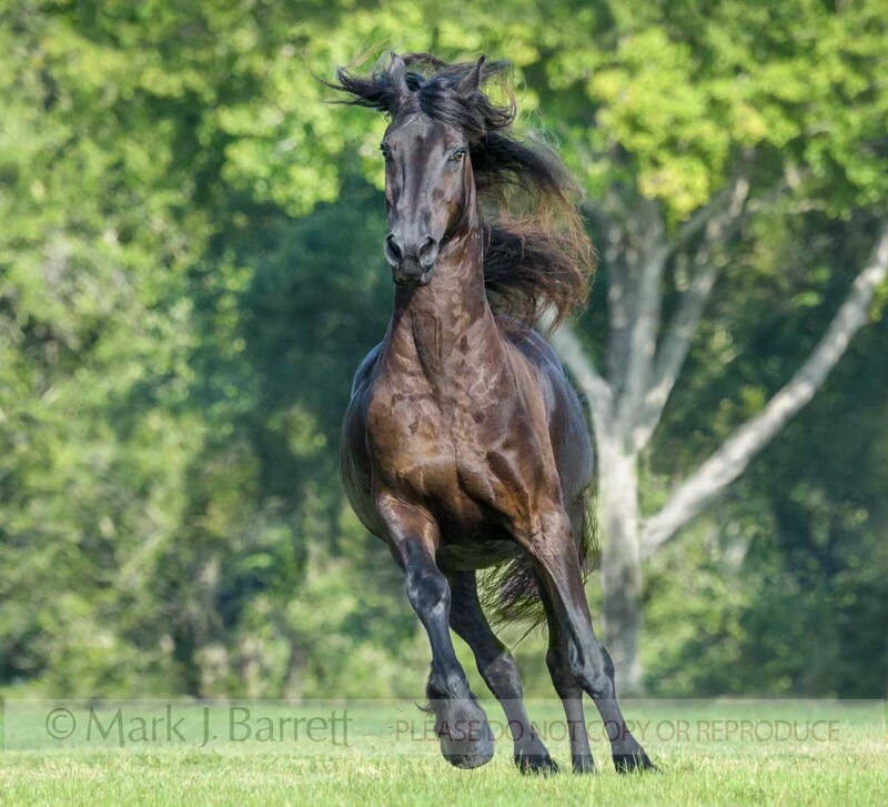 8798-14A(1).jpg :: Senior Friesian horse gelding