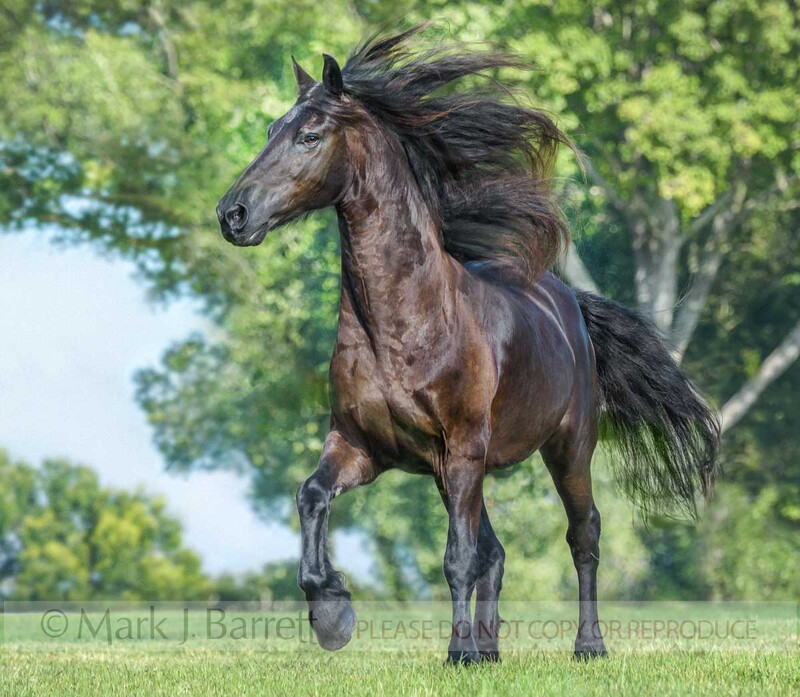 8798-16B.jpg :: adult male Friesian horse gelding in green field