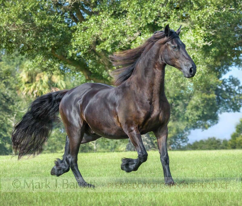 8798-20B(1).jpg :: Senior aged Friesian horse gelding trots across lush grass pasture