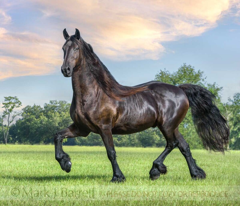8798-21B(1).jpg :: Friesian horse gelding trots across grass pasture