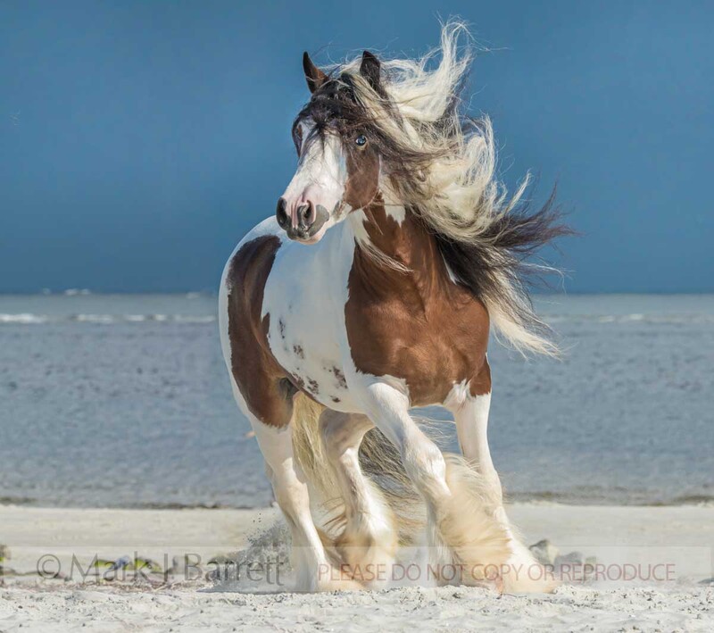 8799-16(3).jpg :: Gypsy Vanner Horse stallion on ocean shore