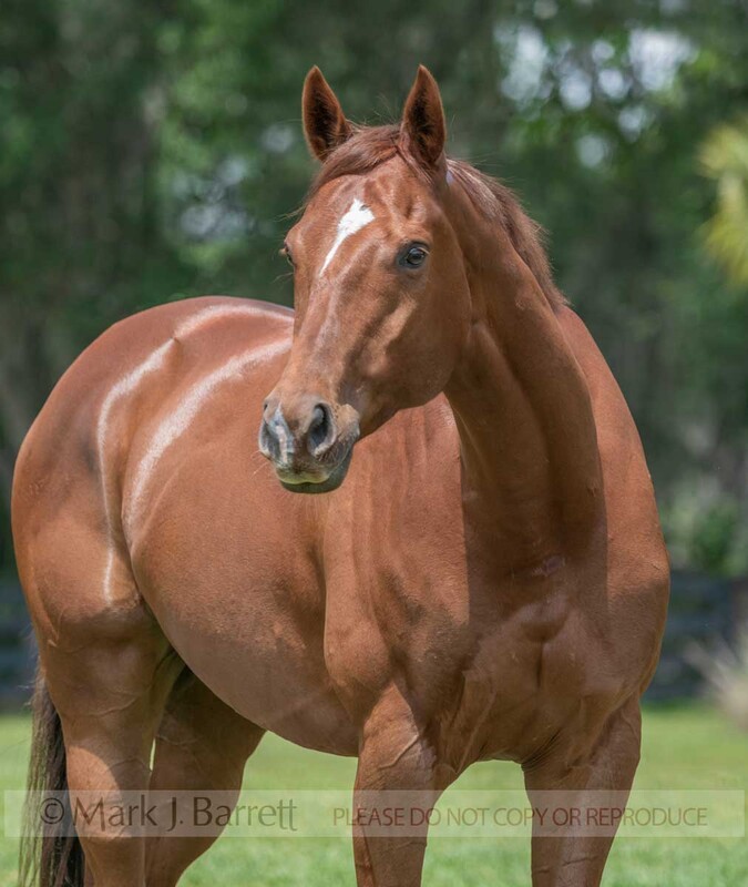 8803-34A.jpg :: adult male Quarter Horse gelding standing in field