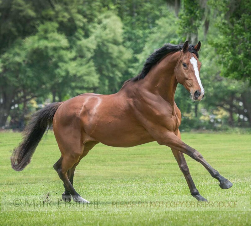 8804-09A(3).jpg :: Thoroughbred