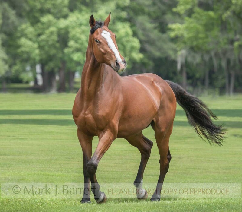 8804-18A(1).jpg :: Thoroughbred Sport Horse gelding