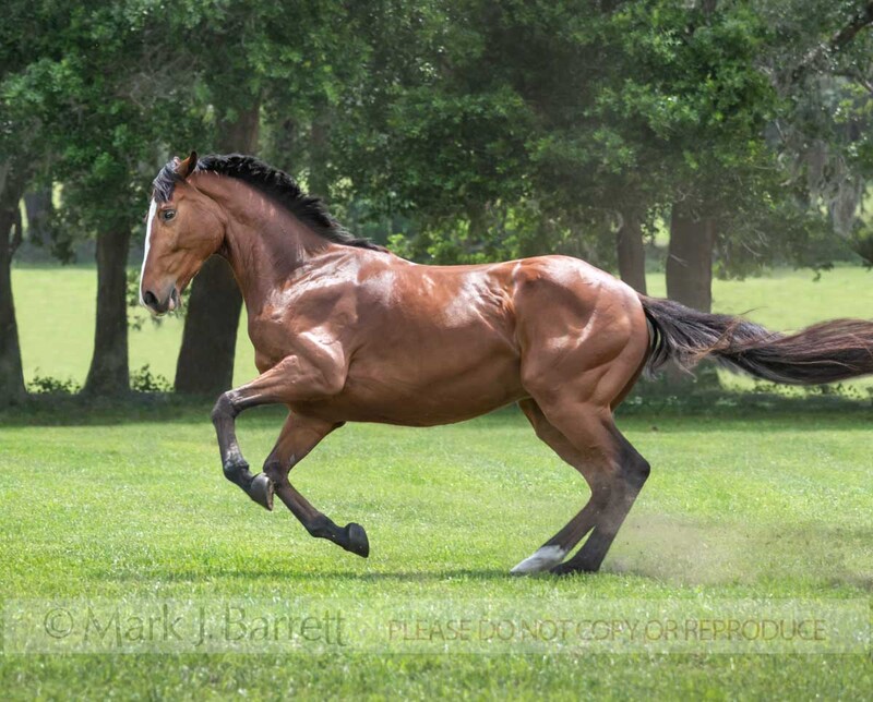 8804-25(1).jpg :: adult male Thoroughbred Sport Horse gelding galops in green field
