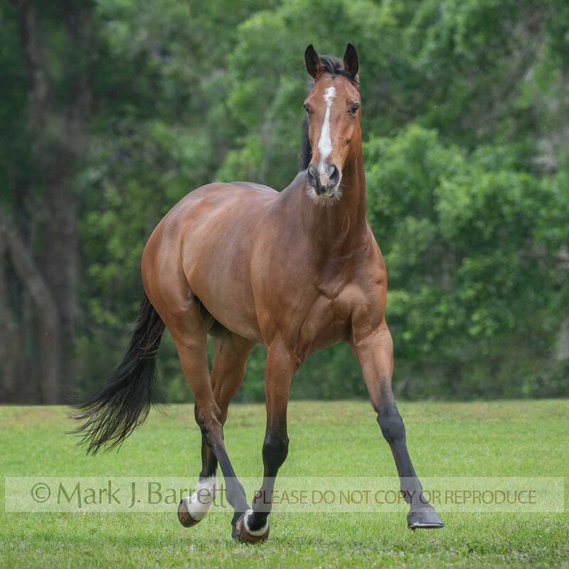 8805-21A.jpg :: Adult male Thoroughbred Sport Horse gelding trots in grass field
