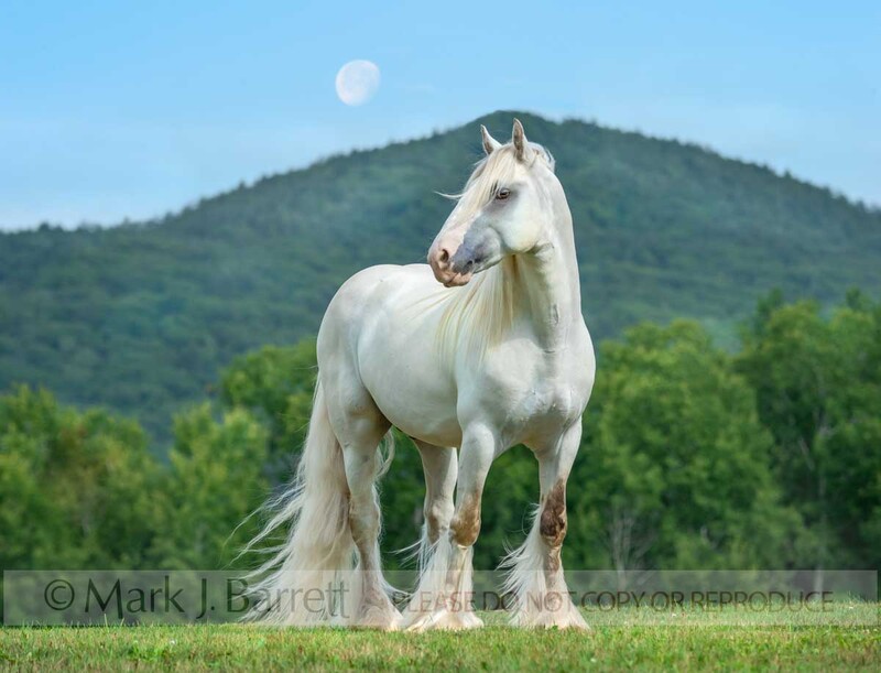 8815-17B(1).jpg :: Gypsy Vanner Horse stallion stands on rise with moon rising over mountains behind him