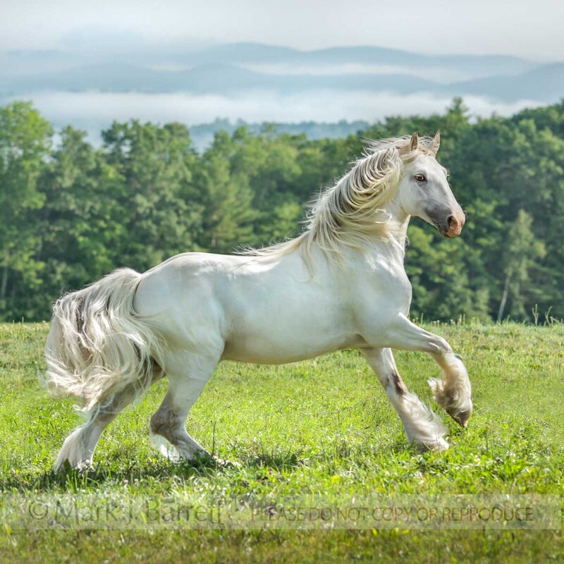 8815-19B(2).jpg :: Gypsy Horse stallion