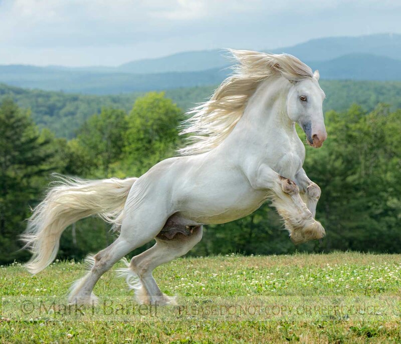 8815-41A(3).jpg :: Energetic Gypsy Vanner Horse gelding