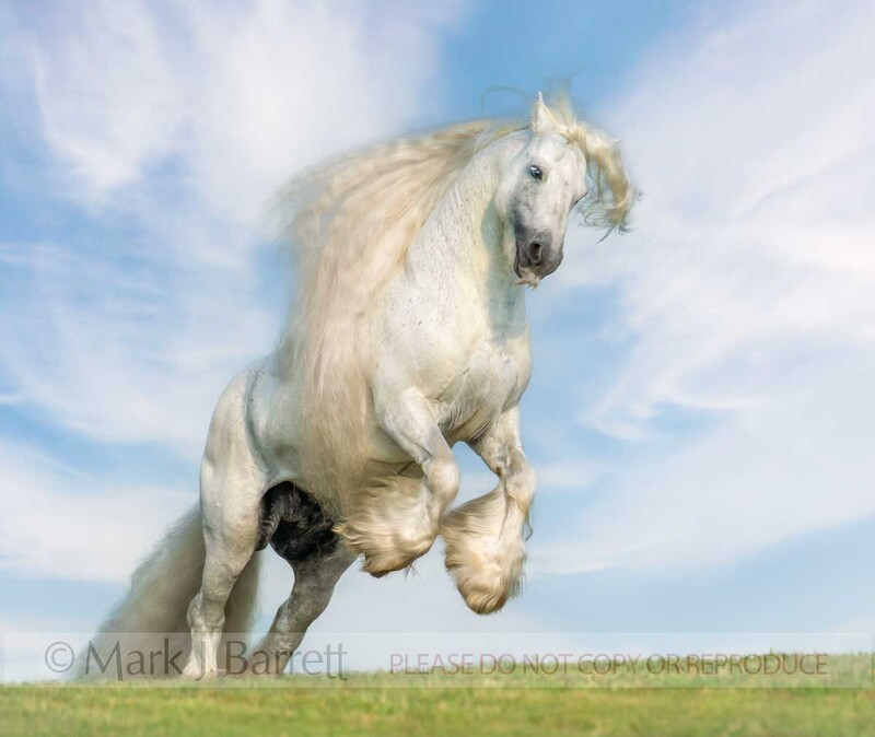 8818-37C.jpg :: Gypsy Horse stallion rears up in rise  with angel wing clouds in blue sky