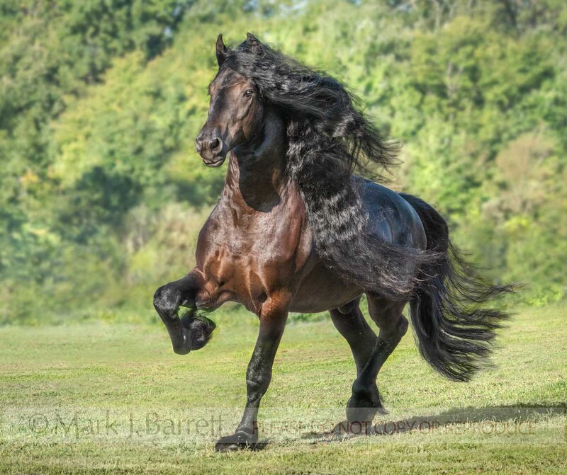 8824-27B(2).jpg :: Friesian Horse stallion