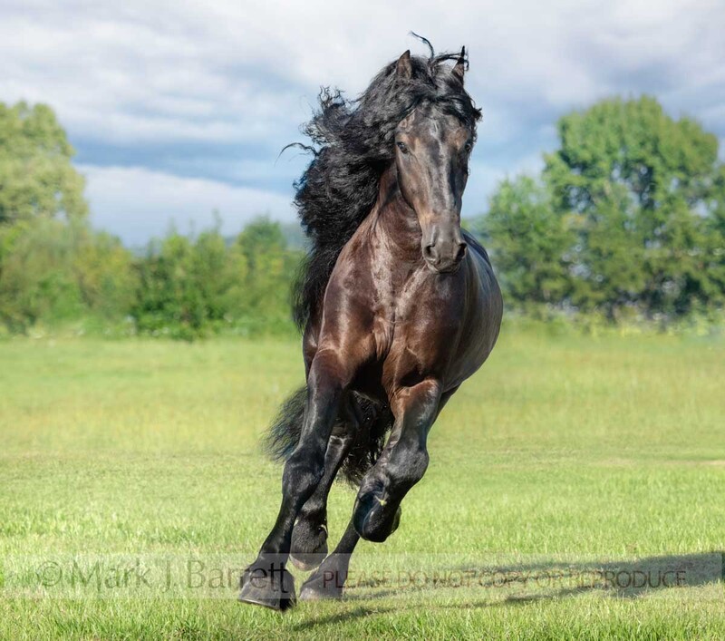 8824-31B.jpg :: Friesian Horse stallion RUNNING TOWARD US