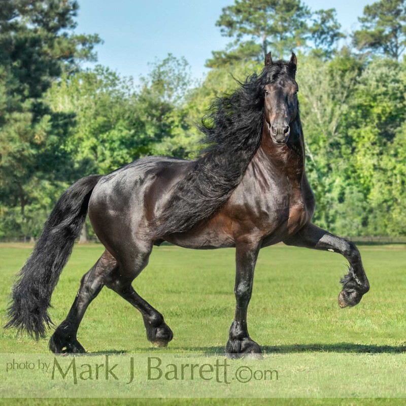 8824-34A(1).jpg :: Friesian Horse stallion