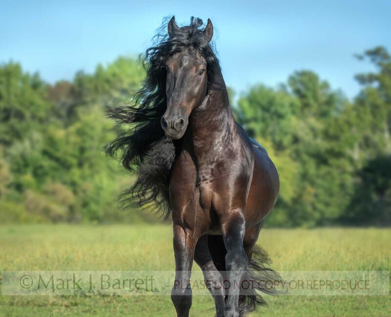 8824-50A.jpg :: Adult male black Friesian Horse stallion runs head on in green field with mane flying