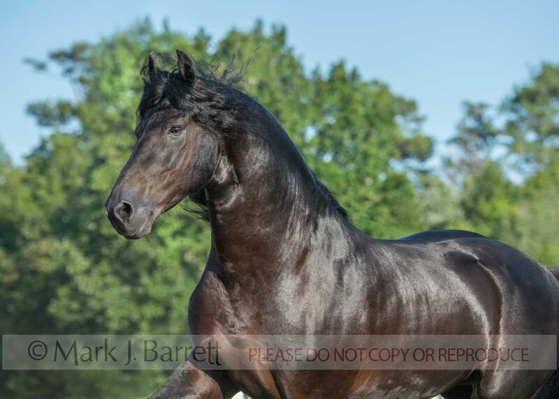 8824-52A.jpg :: Adult male Friesian Horse stallion head portrait in action