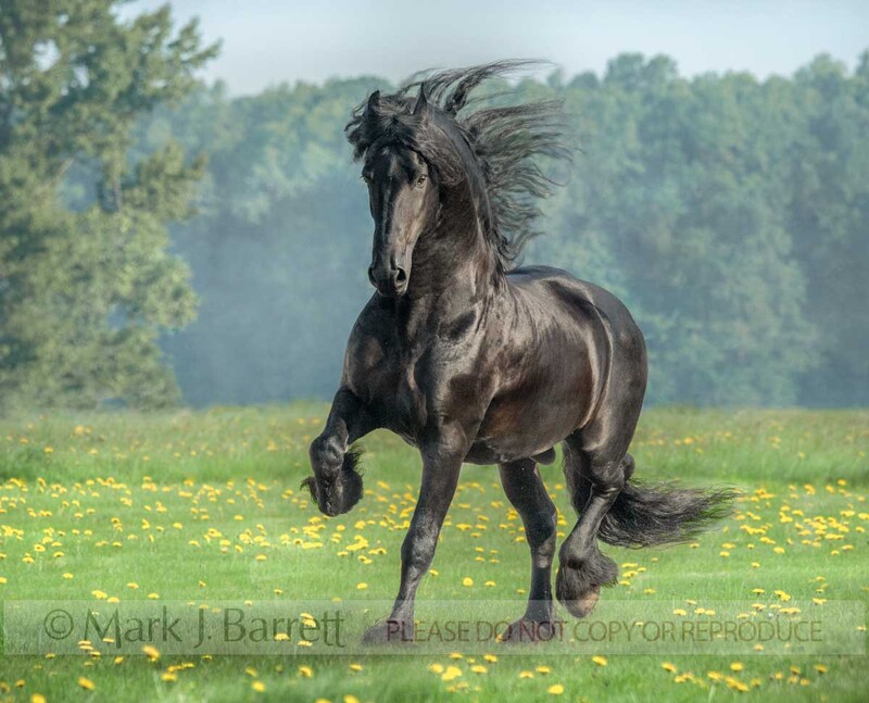 8825-46A(1).jpg :: Friesian Horse stallion