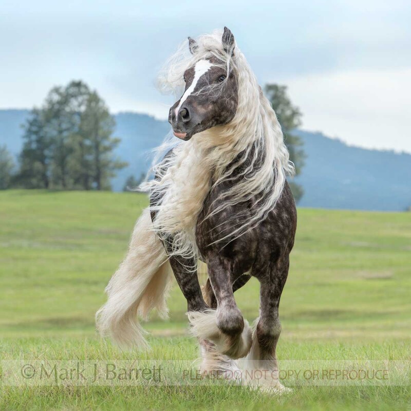 8831-37A(1).jpg :: Gypsy Vanner Horse colt runs with long flowing silver mane and tail