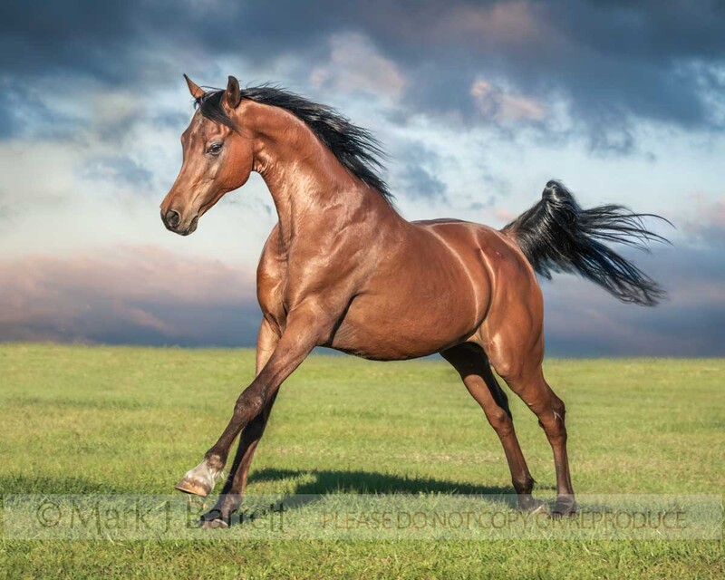 8836-13(2).jpg :: Arabian horse gelding running in green grass field