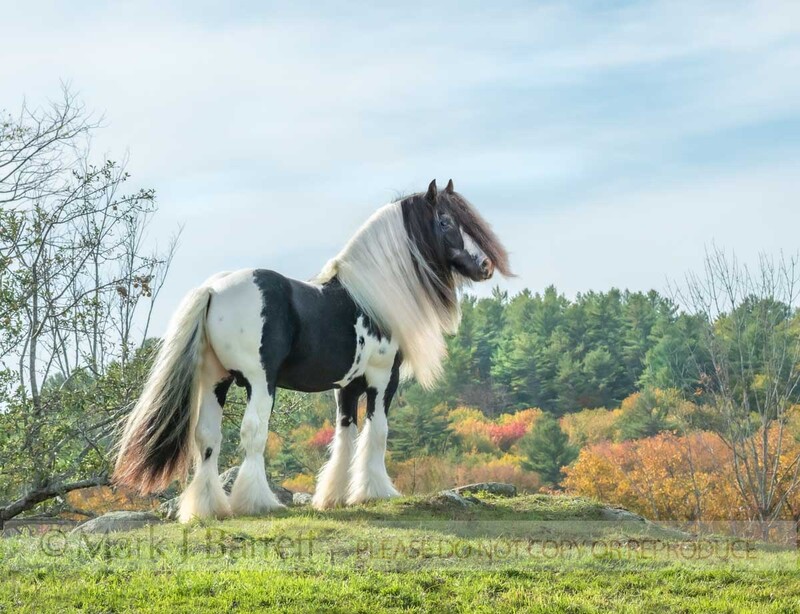 8840-10B(1).jpg :: Gypsy Vanner Horse stallion standing on a rise with fall color and blue sky