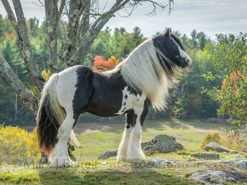 8840-15(1).jpg :: Gypsy Vanner Horse stallion