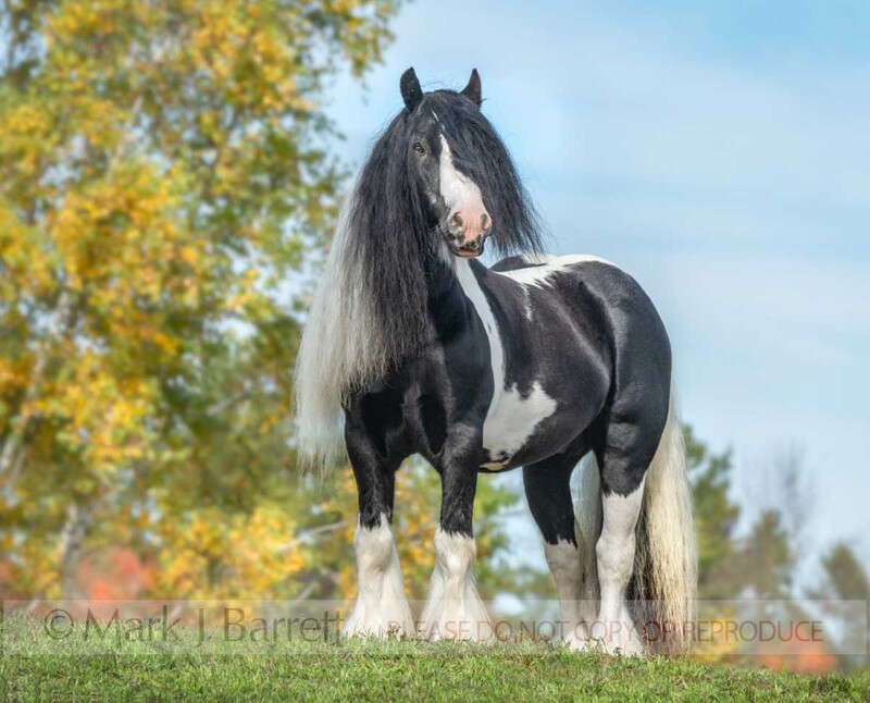 8840-25A.jpg :: Gypsy Vanner Horse stallion