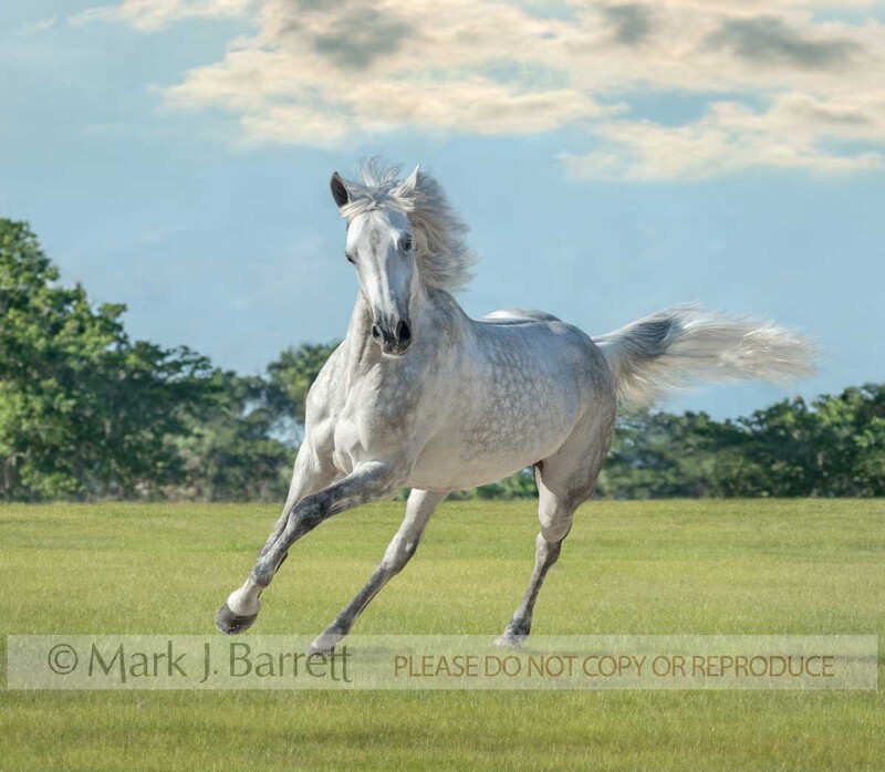 8853-183A.jpg :: Adult female Warmblood Horse mare gallops head on in grass field with blue sky and clouds
