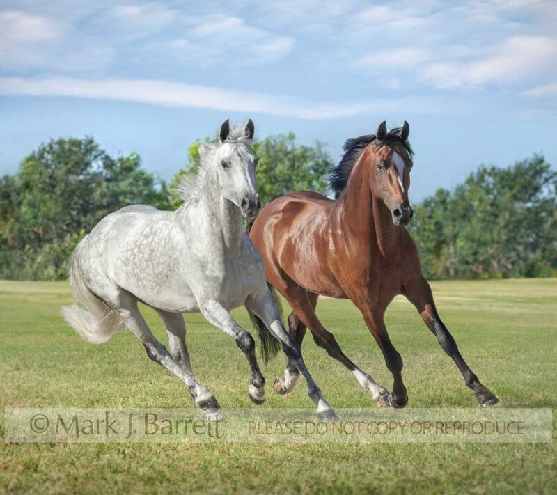 8853-202(1).jpg :: Adult Warmblood Horse pair running in grass field.