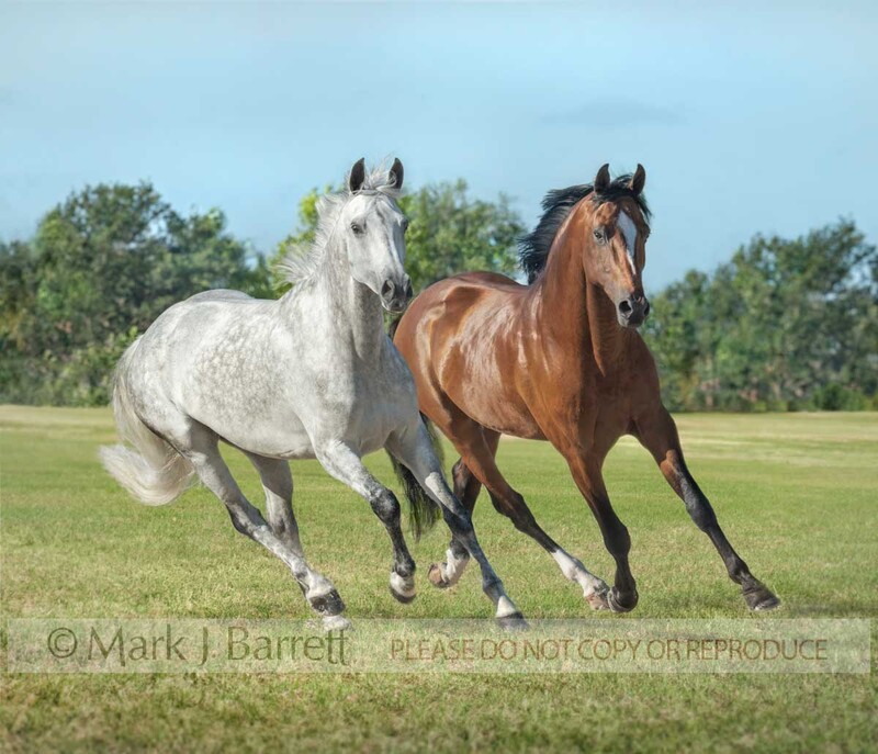 8853-202.jpg :: Adult Warmblood Horse pair running in grass field.