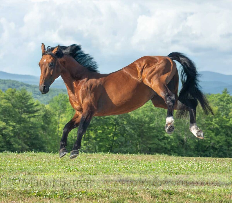 8853-88.jpg :: Adult male Warmblood Horse stallion romps on scenic overlook