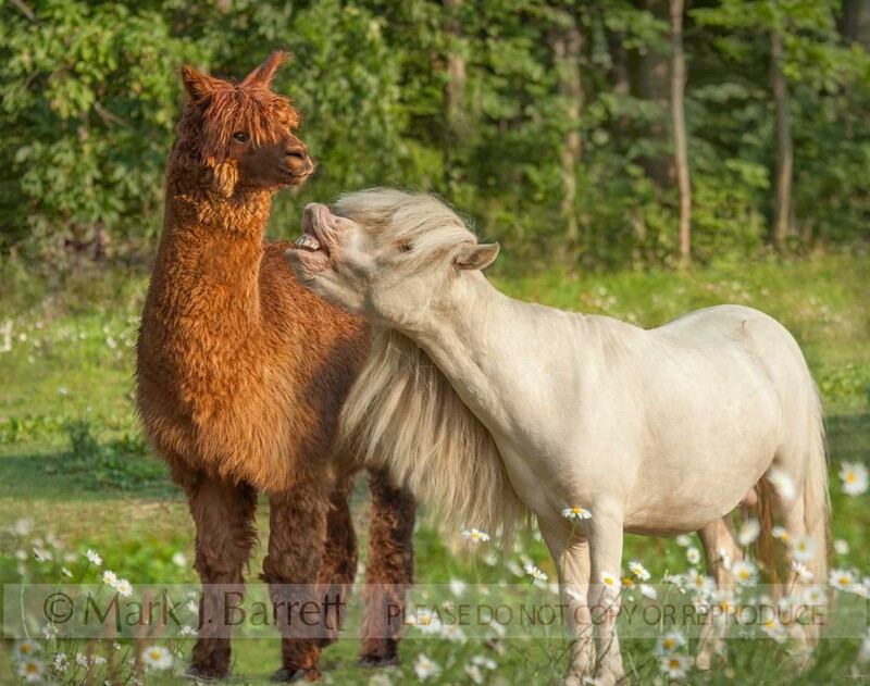 9233-7A.jpg :: comical adult  Miniature Horse stallion and Alpaca buddy in field