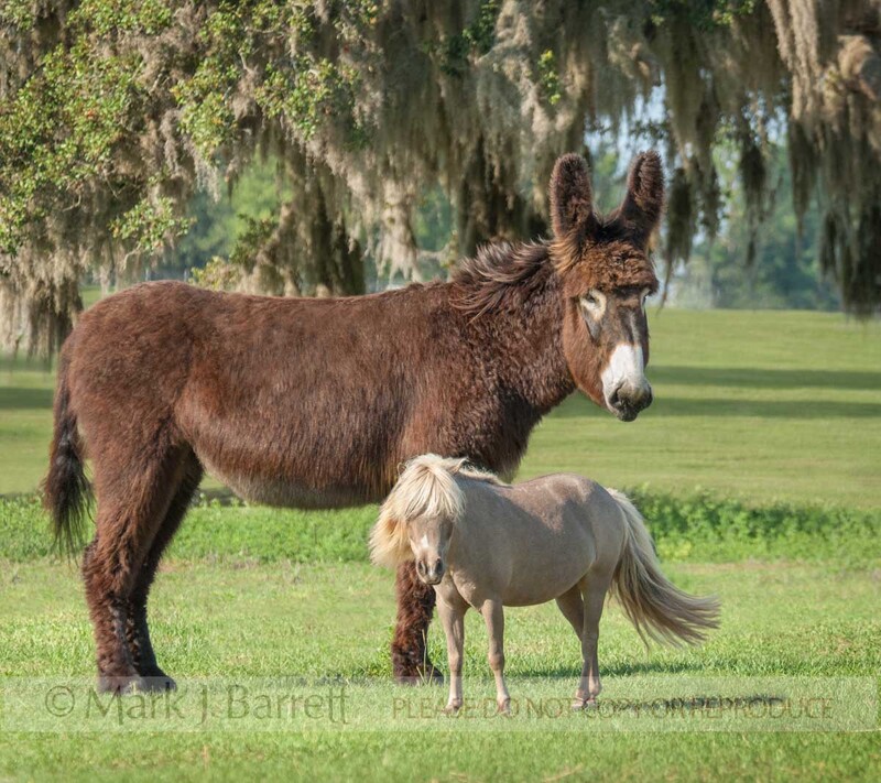9257J-1.jpg :: A rare adult Poitou Donkey and adult Miniature horse pal in field with Oak trees