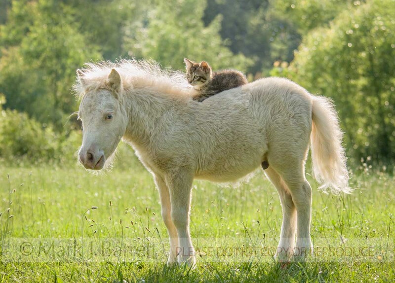 9321-26A(1).jpg :: baby Miniature horse foal with kitten sitting on his back