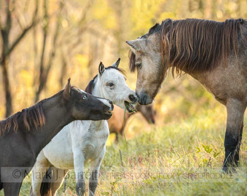9336-6V(1).jpg :: Miniature Horse weanlings show dferencere to stallion