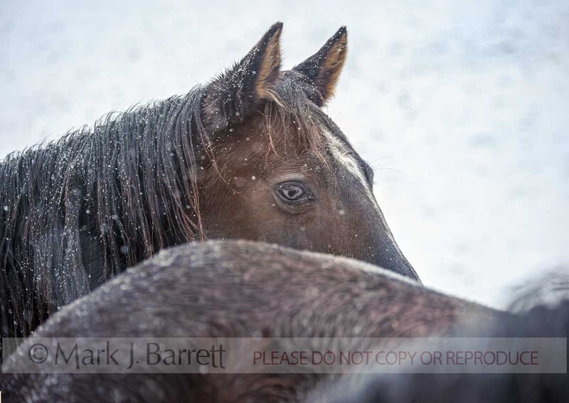 9386-2A.jpg :: adult femaleAmerican Quarter horses in wet snow