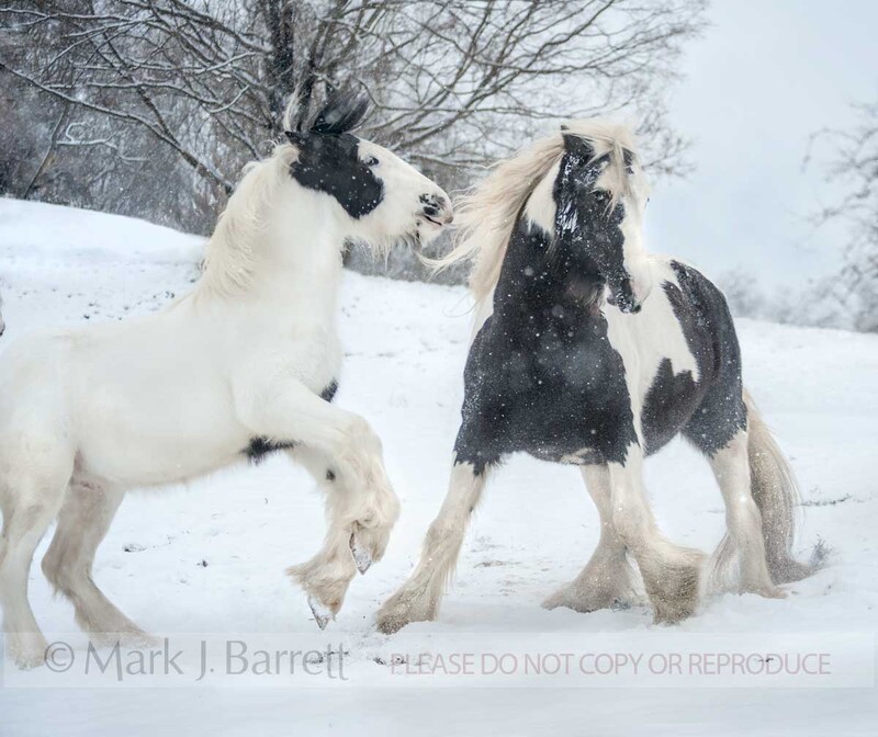 9388-14.jpg :: Adult Gypsy Vanner horse mare plays with foal baby in winter snow