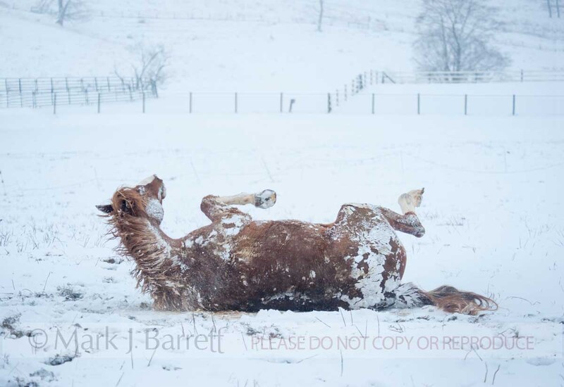 9389-2A.jpg :: adult male Warmblood Horse stallion rolling in field of fresh snowfall
