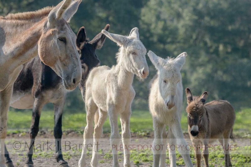 9437-25A.jpg :: baby animal Mamoth and standard donkey foals in field