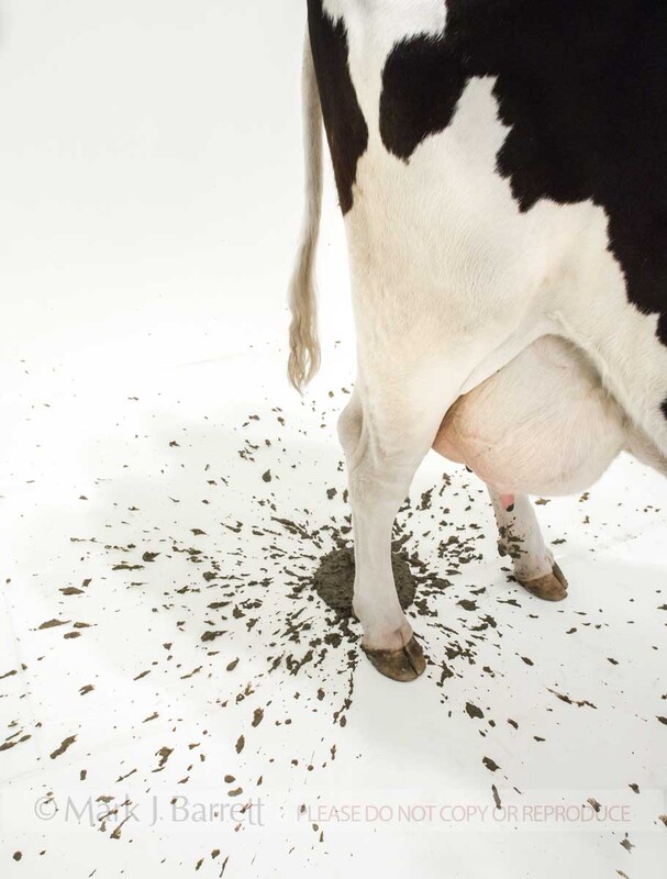 A309E.jpg :: Cow stands on white background with splattered poop