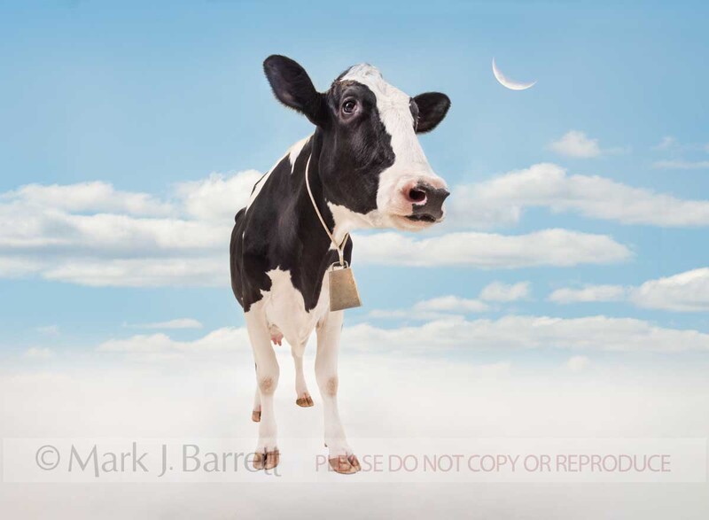 A309H-1(1).jpg :: Jersey Cow composite with clouds and crescent moon