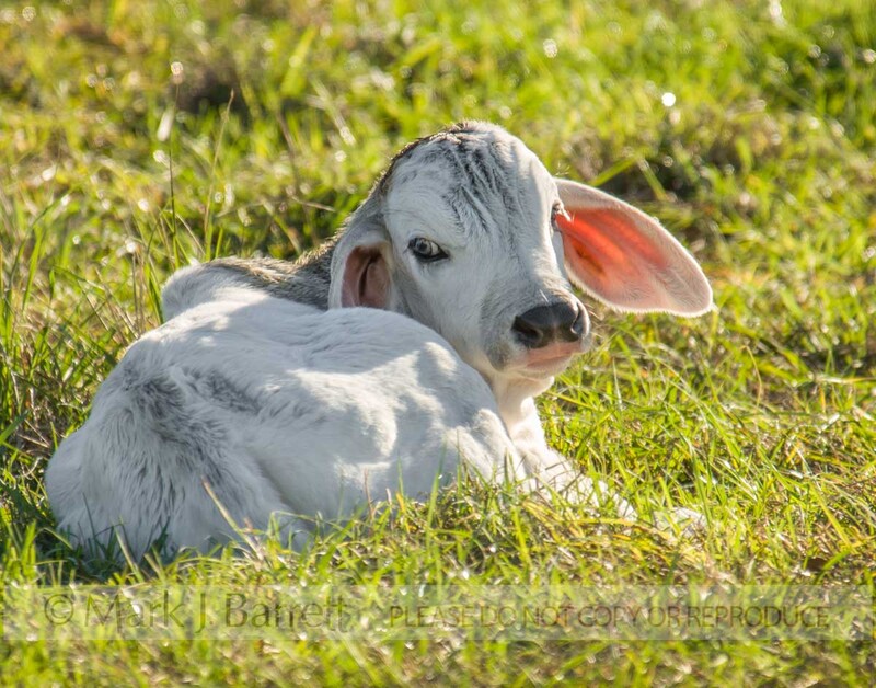 A320Y(1).jpg :: Brahman calf lying in grass