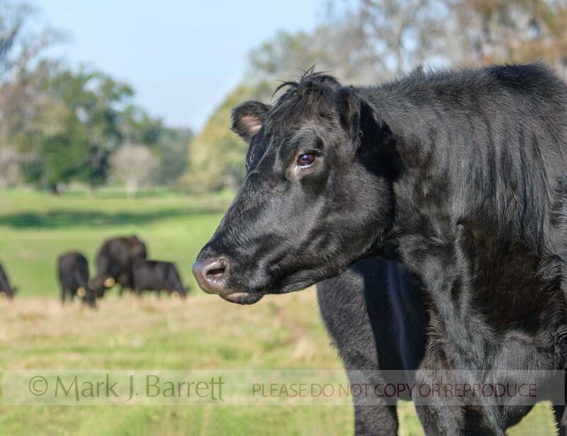 A321K-1.jpg :: Angus Cattle herd in pasture