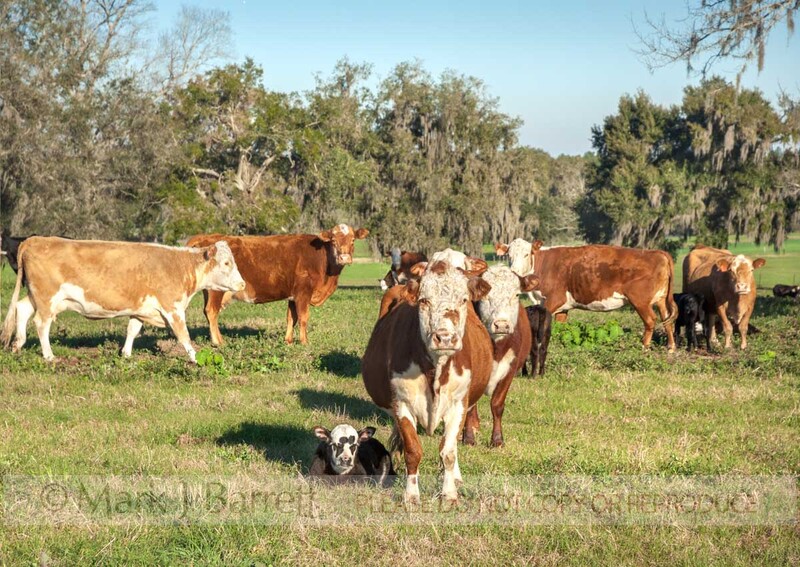 A324B-1.jpg :: Commercial beef cattle with calves