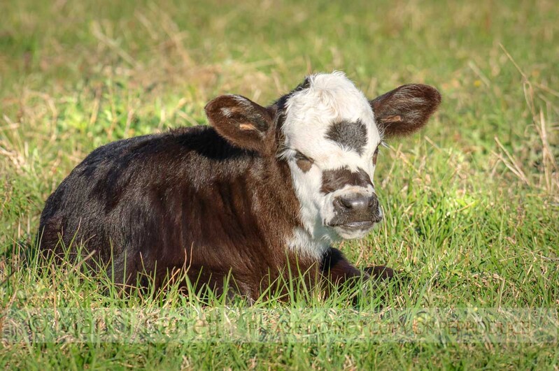 A324G-1.jpg :: Commercial beef calf lying in pasture