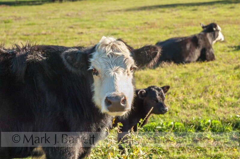 A324Y-1.jpg :: Commercial beef cattle with calves
